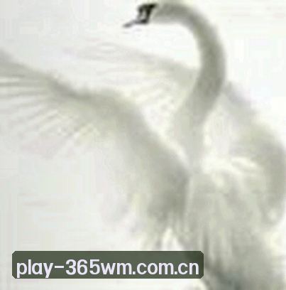 张强